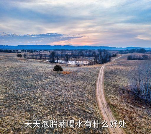 天天泡胎菊喝水有什么好处