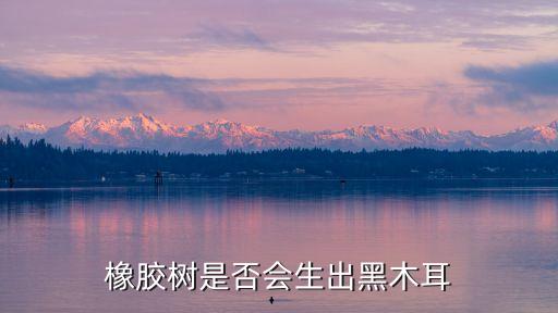 橡胶树是否会生出黑木耳