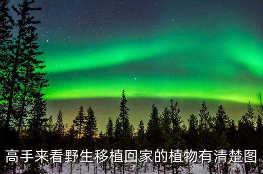高手来看野生移植回家的植物有清楚图