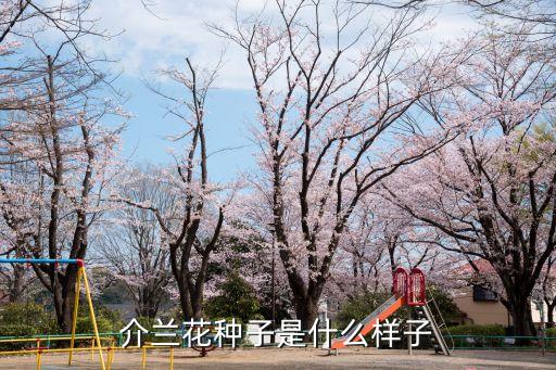 介兰花种子是什么样子