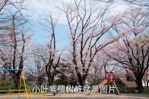 小叶紫檀树桩盆景图片