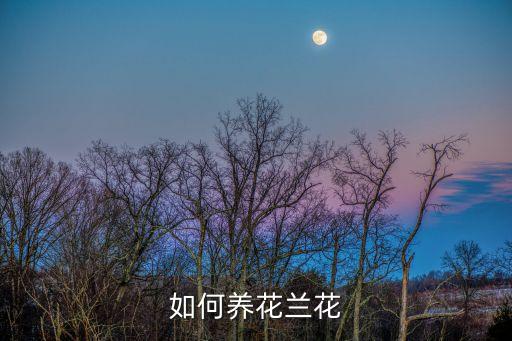 如何养花兰花