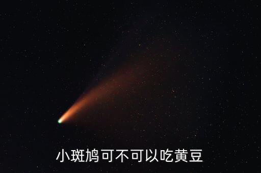 小斑鸠可不可以吃黄豆
