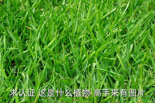 求认证 这是什么植物 高手来有图片