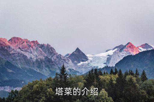 塔菜的介绍
