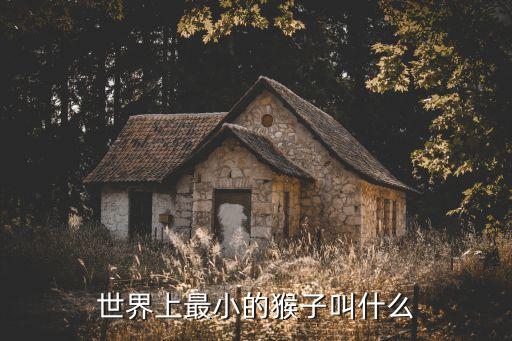 世界上最小的猴子叫什么