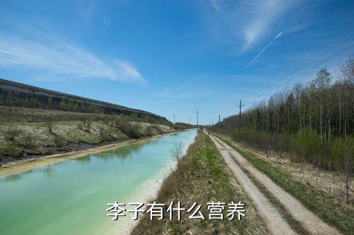 李子有什么营养
