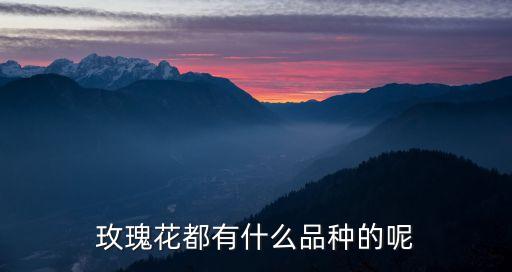 玫瑰花都有什么品种的呢