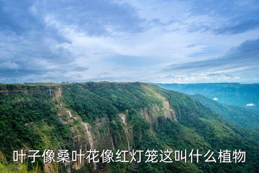 红灯笼植物，这是什么