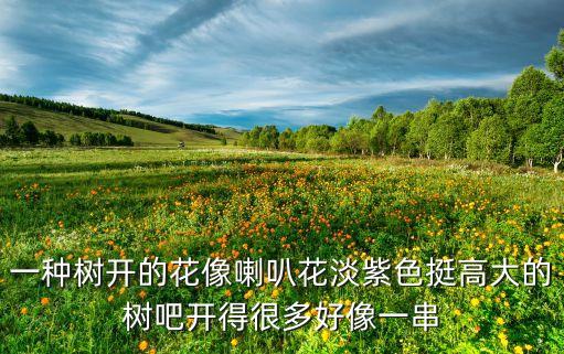 泡桐树图片，皂荚树是什么样子