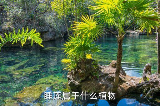 睡莲属于什么植物