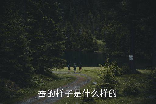 蚕的样子是什么样的