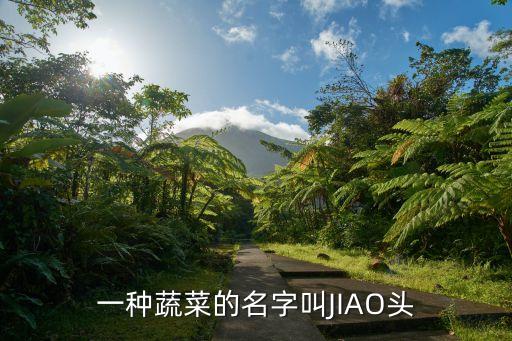 荞头菜，一种蔬菜的名字叫JIAO头