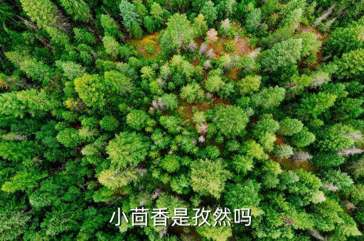 小茴香是孜然吗，小茴香与孜然是一个东西吗