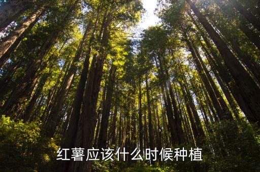 地瓜种植时间，地瓜什么时候种