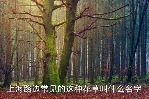 锦熟黄杨，瓜子黄杨黄杨 锦熟黄杨小叶黄杨是不是同一种植物