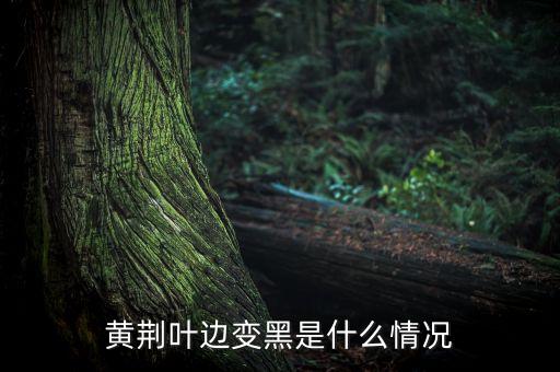 黄荆叶，黄荆叶可以煮水洗痱子不