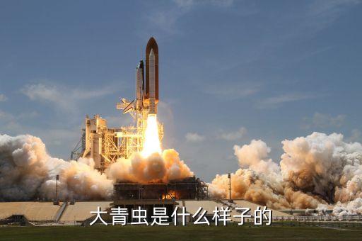 大青虫是什么样子的