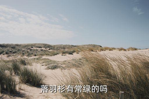 落羽杉有常绿的吗