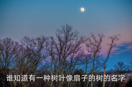 谁知道有一种树叶像扇子的树的名字