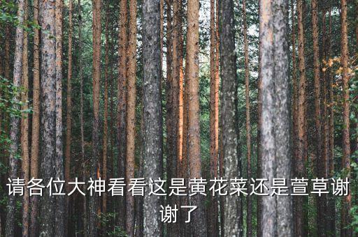 萱草花图片，寻找忘忧草紫萱花图片