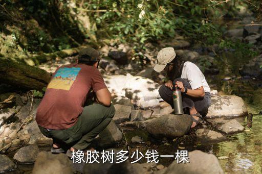 橡胶树多少钱一棵