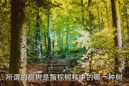 扇子树图片，一种植物叶子很大一片叶子一根一根的像香蕉树的叶子