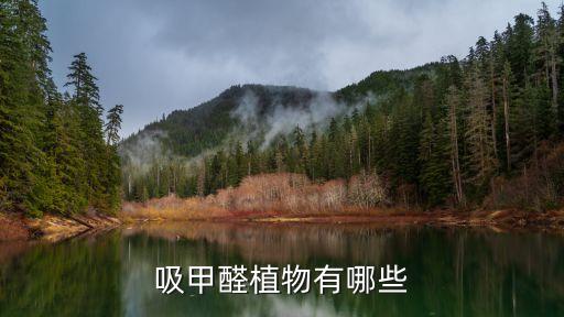 吸甲醛植物有哪些