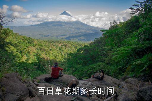 百日草花期多长时间