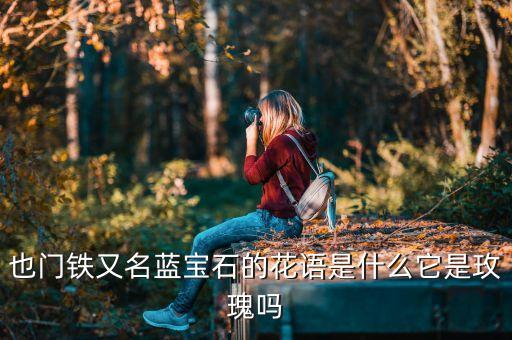 蓝宝石月季，也门铁又名蓝宝石的花语是什么它是玫瑰吗
