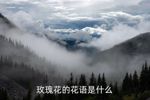 玫瑰花的花语是什么