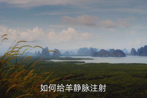 如何给羊静脉注射