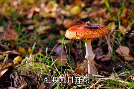 牡丹几月开花