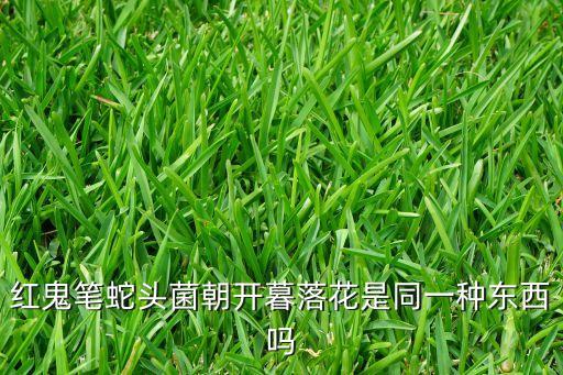 红鬼笔，红鬼笔蛇头菌朝开暮落花是同一种东西吗