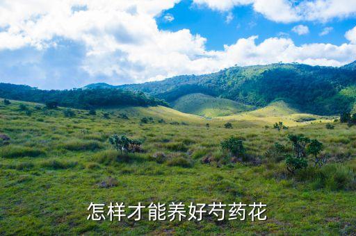怎样才能养好芍药花