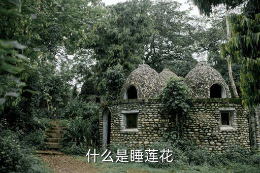 什么是睡莲花