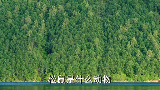 松鼠是鼠类吗，松鼠是什么动物