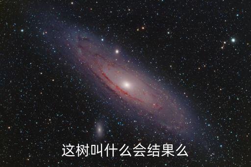 这树叫什么会结果么