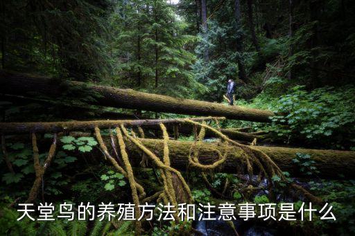 天堂鸟怎么养，天堂鸟的养殖方法和注意事项是什么