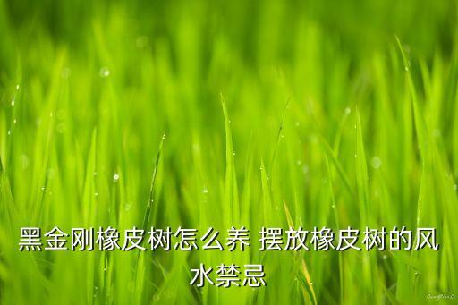 橡皮树的禁忌，黑金刚橡皮树怎么养 摆放橡皮树的风水禁忌