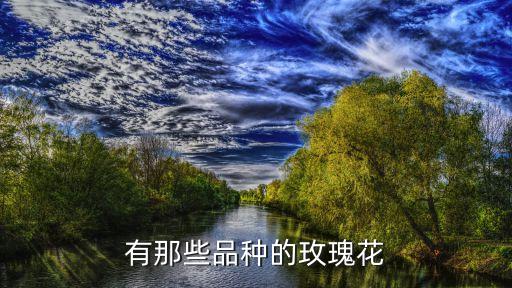 玫瑰品种，有那些品种的玫瑰花
