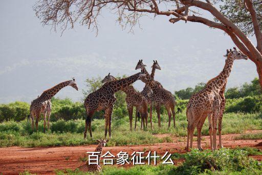 百合象征什么