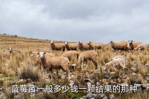 蓝莓苗多少钱一棵，蓝莓苗多少钱一棵