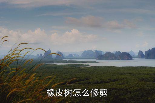 橡皮树怎么修剪