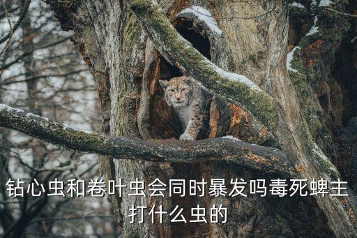 钻心虫和卷叶虫会同时暴发吗毒死蜱主打什么虫的