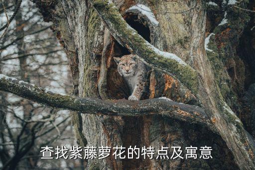 查找紫藤萝花的特点及寓意