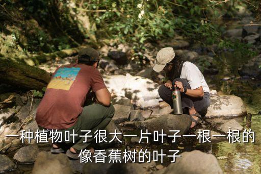 一种植物叶子很大一片叶子一根一根的像香蕉树的叶子