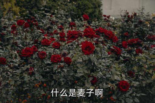 麦子是什么，什么是麦子啊