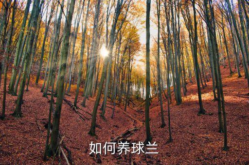 如何养球兰