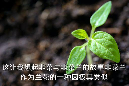 这让我想起韭菜与韭菜兰的故事韭菜兰作为兰花的一种因极其类似